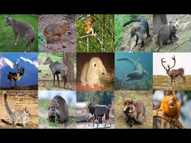 List of Animals Starting with N - All Animals دیدئو dideo