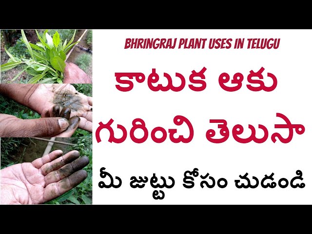 కాటుక ఆకు గురించి తెలుసా |bhringraj plant uses in telugu|gunta galagara  plant uses in telugu| دیدئو dideo