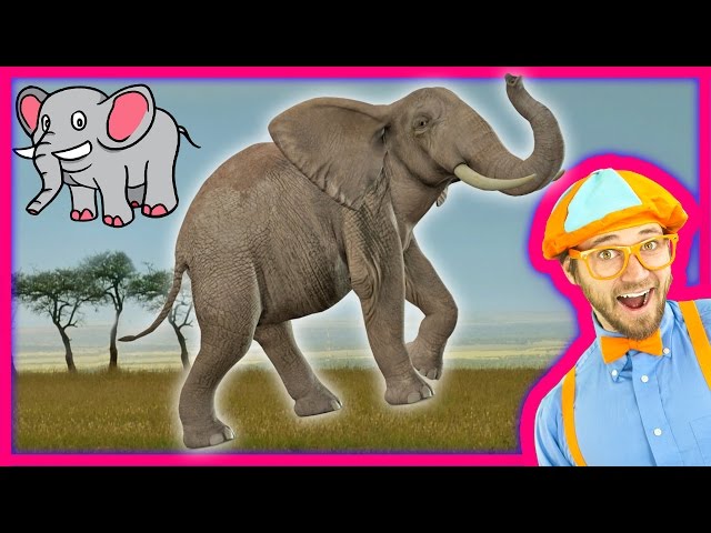 Learn about Animals for Toddlers – Funny Zoo Animal Sounds – Elephants with  Blippi دیدئو dideo