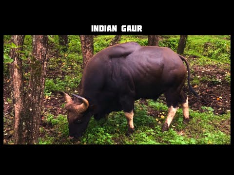 Indian Gaur at Kodaikanal دیدئو dideo