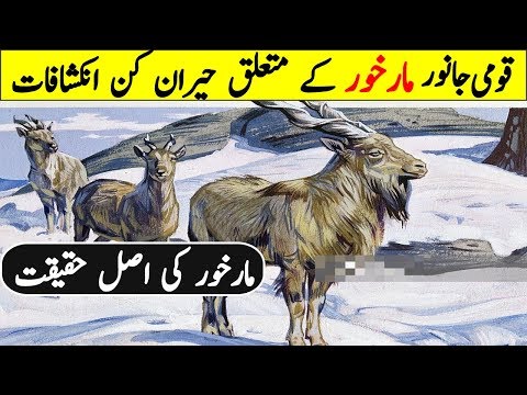Interesting Facts About National Animal Of Pakistan Markhor دیدئو dideo