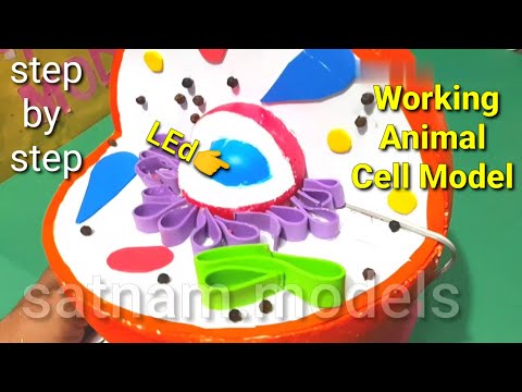 Animal Cell model || 3d animal cell project || working science model ||  دیدئو dideo
