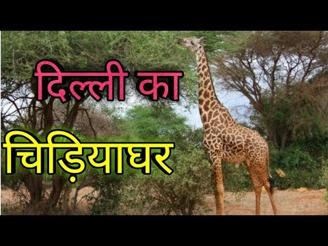 delhi ka chidiya ghar।। दिल्ली का चिड़ियाघर।। delhi zoo// delhi zoological  park دیدئو dideo