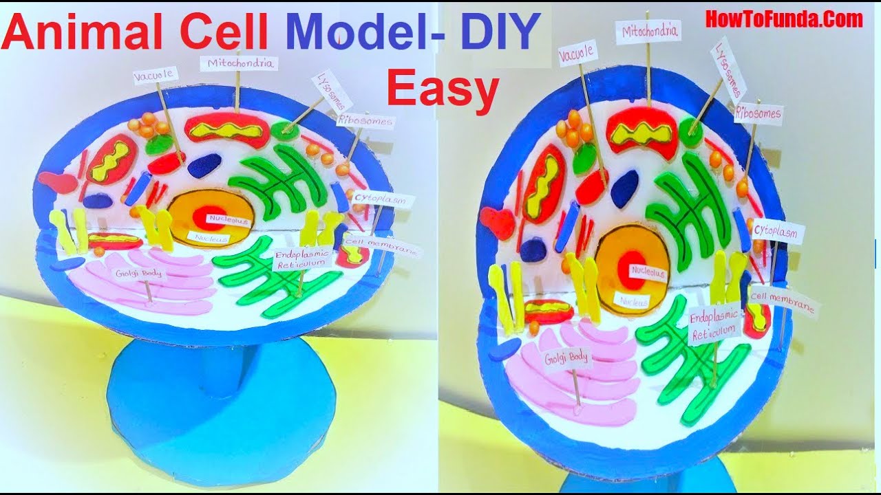 animal cell 3D model making | DIY | science project | howtofunda | biology  model making دیدئو dideo