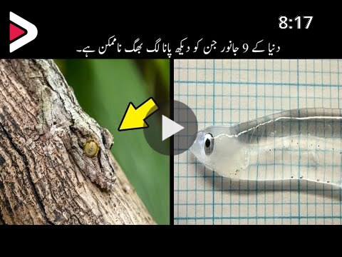 9 Most Invisible Animals In The World | وہ جانور جن کو دیکھ پانا لگ بھگ  ناممکن ہے | Haider Tv دیدئو dideo