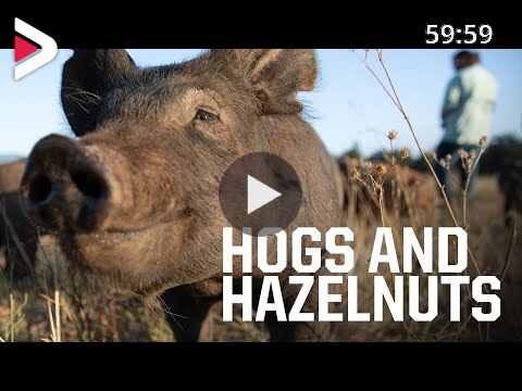 How pigs can save Oregon white oak trees and help Oregon hazelnut farmers  دیدئو dideo