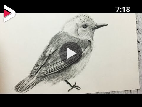 Cómo Dibujar un Pájaro Realista Paso a Paso (Fácil y Rápido) | How to Draw  a Bird Step by Step دیدئو dideo
