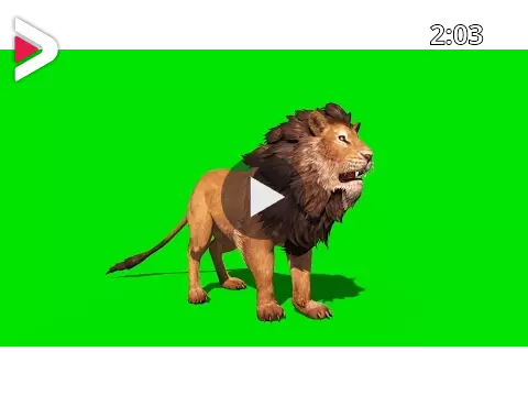 Green Screen Ferocious Lion Runs Attacks and Roars - Footage PixelBoom  دیدئو dideo