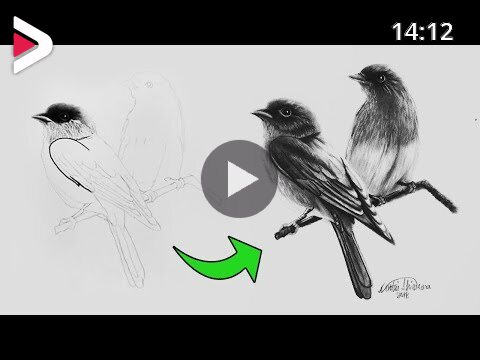 Cómo DIBUJAR un PÁJARO REALISTA PASO a PASO (FACIL y RÁPIDO) | How to Draw  a Bird Step by Step دیدئو dideo