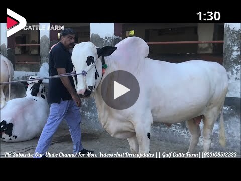 LADLA BULL🔥||NAKHRA|TORRH|BEAUTY LEVEL||FULL NUMBERS||Masha Allah||Gulf  Cattle Farm||Collection2019 دیدئو dideo